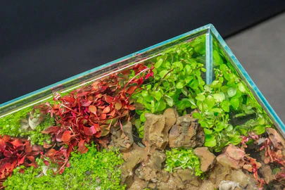 Master the Art of Aquascaping